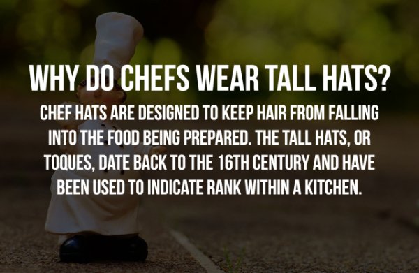 somerset house - Why Do Chefs Wear Tall Hats? Chef Hats Are Designed To Keep Hair From Falling Into The Food Being Prepared. The Tall Hats, Or Toques, Date Back To The 16TH Century And Have Been Used To Indicate Rank Within A Kitchen.