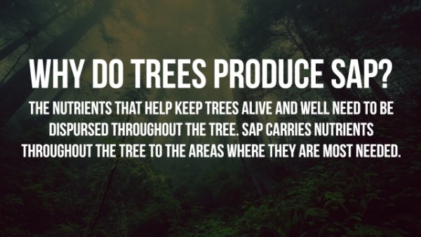 walker art center - Why Do Trees Produce Sap? The Nutrients That Help Keep Trees Alive And Well Need To Be Dispursed Throughout The Tree. Sap Carries Nutrients Throughout The Tree To The Areas Where They Are Most Needed.