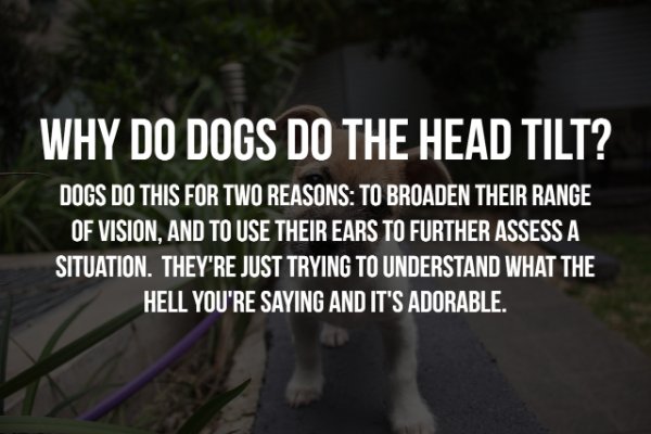 league of their own quotes - Why Do Dogs Do The Head Tilt? Dogs Do This For Two Reasons To Broaden Their Range Of Vision, And To Use Their Ears To Further Assess A Situation. They'Re Just Trying To Understand What The Hell You'Re Saying And It'S Adorable.