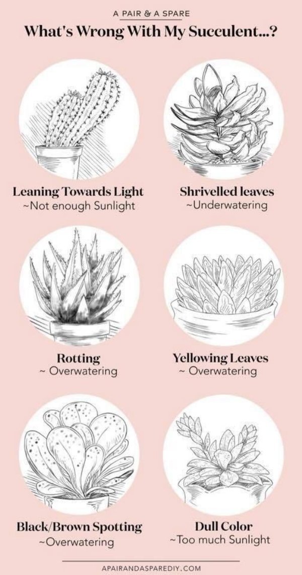 care succulent guide - A Pair & A Spare What's Wrong With My Succulent...? Leaning Towards Light Not enough Sunlight Shrivelled leaves Underwatering Rotting Overwatering Yellowing Leaves Overwatering BlackBrown Spotting Overwatering Dull Color Too much Su