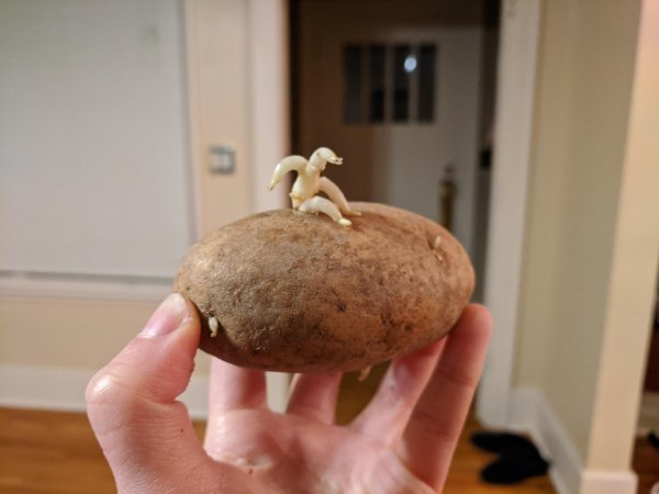 Potato