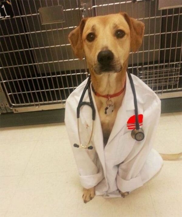 funny pics and memes - dog dressed up as doctor