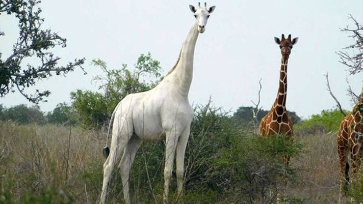 white giraffe