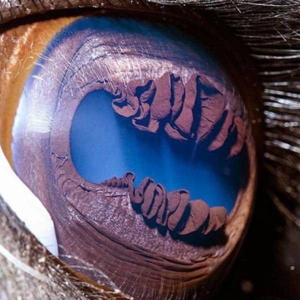 most beautiful animal eyes - Com