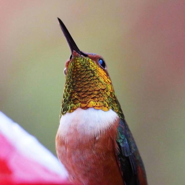 hummingbird