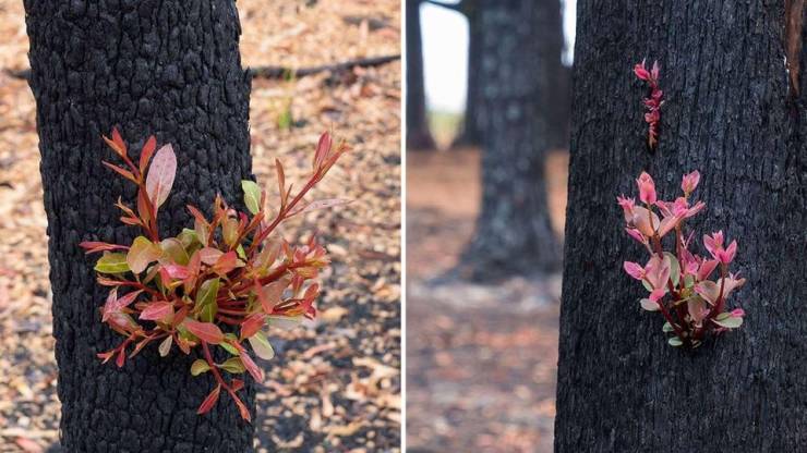 regrowth in australia