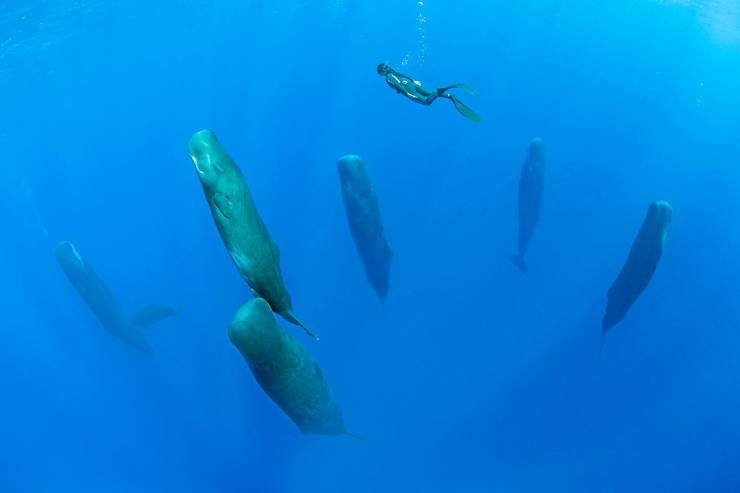 sperm whales sleeping