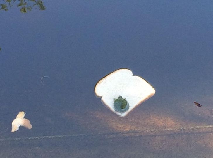 “This baby turtle floating around on a slice of bread”