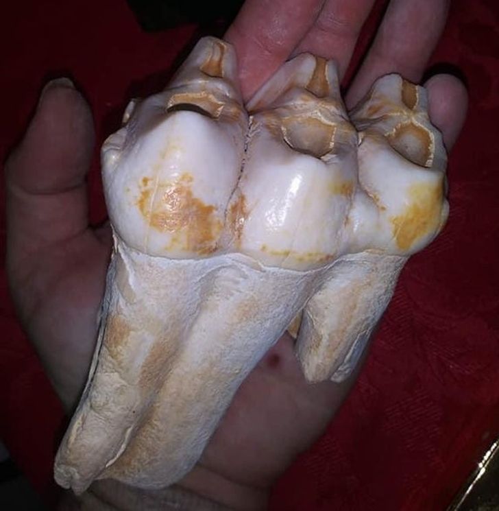 “My friend found a Mastodon tooth and jaw bone in the backyard of my family estate.”