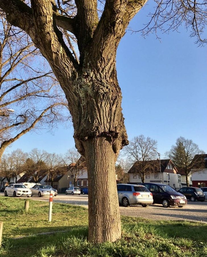 A tree that looks like it got trunk replacement surgery