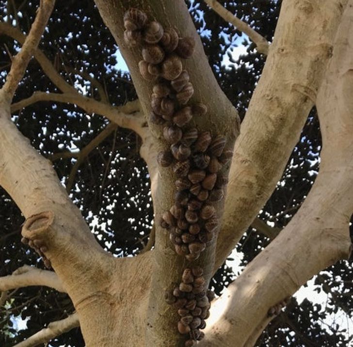 “All the snails in my garden have gathered onto a single tree.”