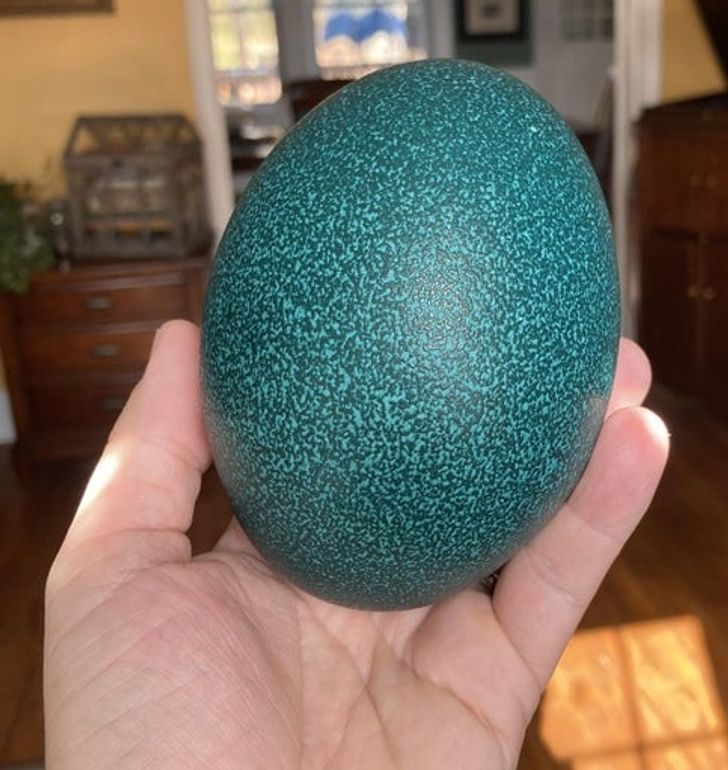 Look how colorful this emu egg is!