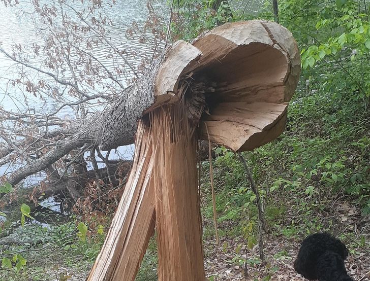 “A beaver took down this huge tree.”