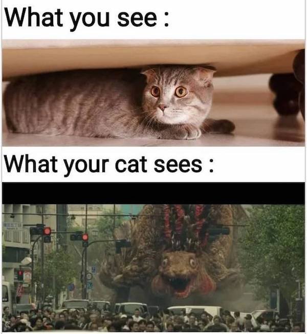 family friendly memes - What you see What your cat sees
