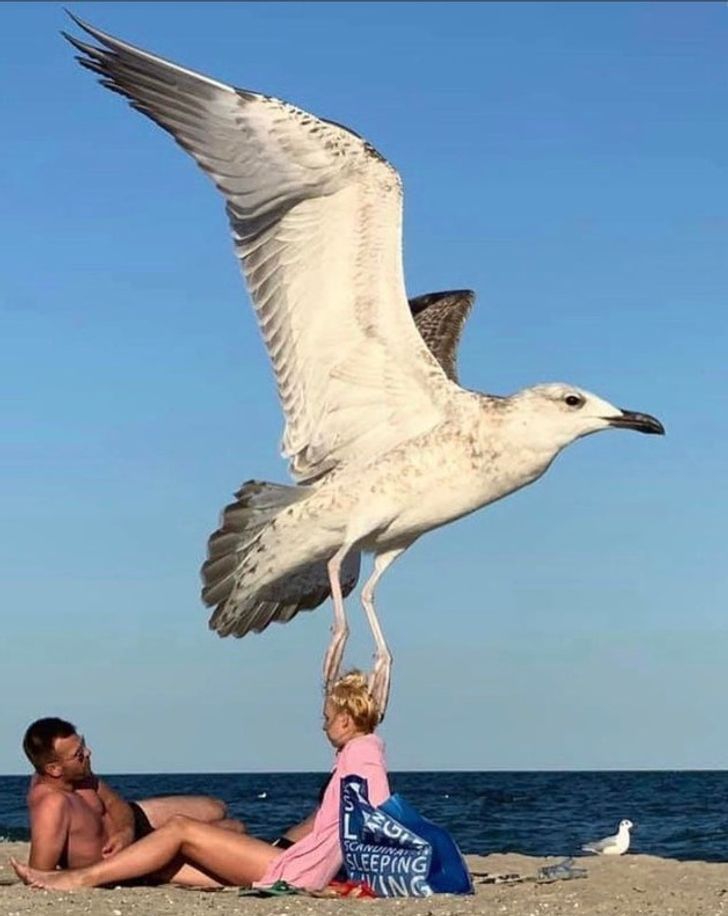 european herring gull - Scandina Sleeping Ing