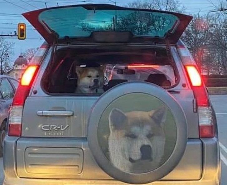 Dogecoin - CrV