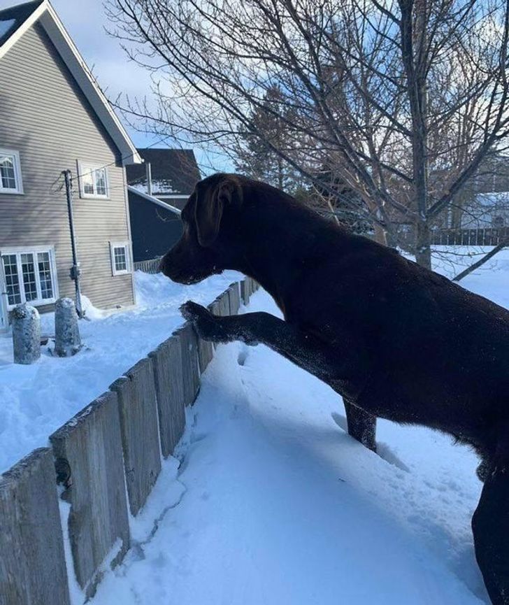 Meet the great Dogzilla.