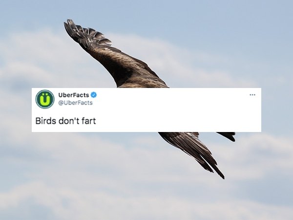 cool facts - Birds don't fart