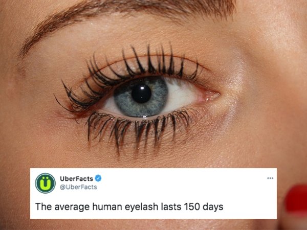 cool facts -- The average human eyelash lasts 150 days