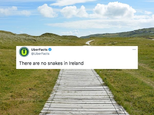 cool facts - There are no snakes in Ireland