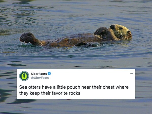 cool facts - Sea otters have a little pouch near their chest where they keep their favorite rocks