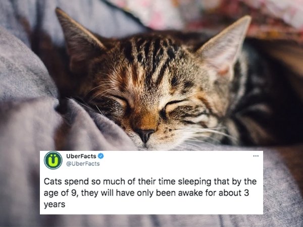 cool facts - Cats spend so much of their time sleeping that by the age of 9, they will have only been awake for about 3 years