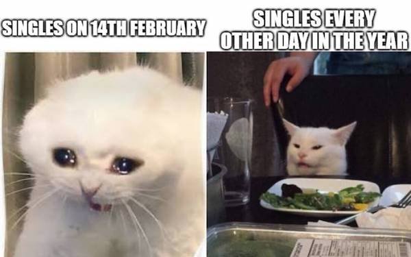 cat memes clean 2020 - Singles On 14TH February Singles Every Other Day In The Year