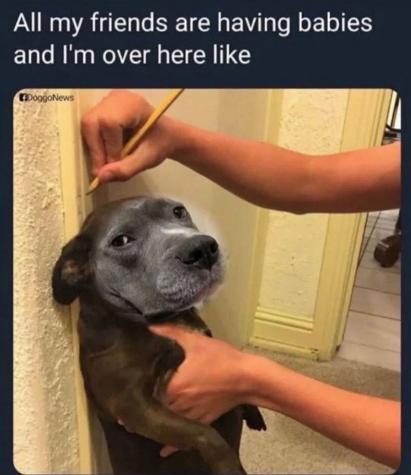 measuring dog meme - All my friends are having babies and I'm over here DoggoNews