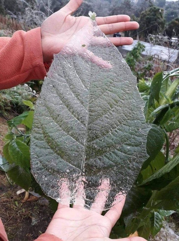 fascinating photos - leaf