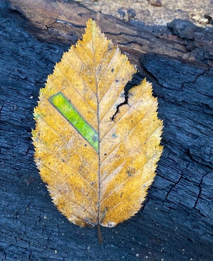 fascinating photos - leaf - Bres