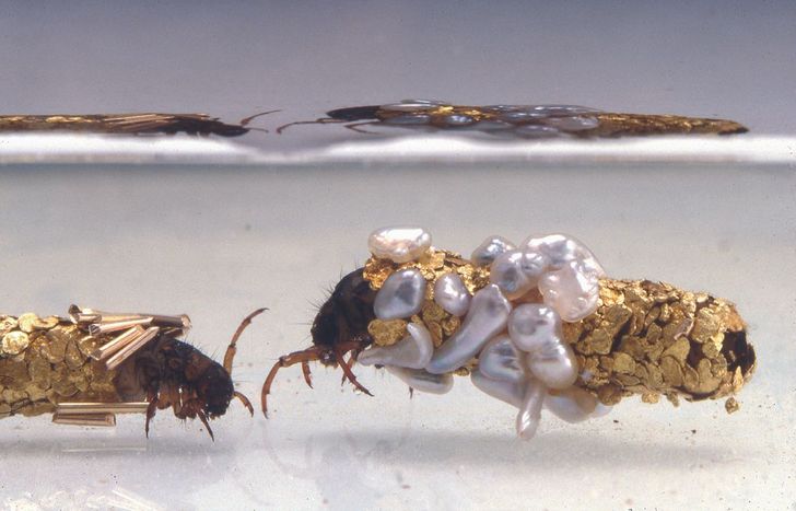 fascinating photos - hubert duprat trichoptères