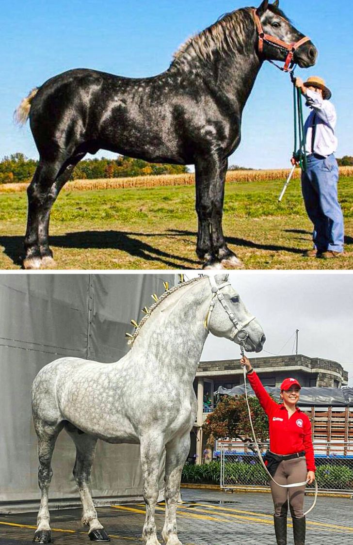 fascinating photos - same horse 5 years apart gray percherons