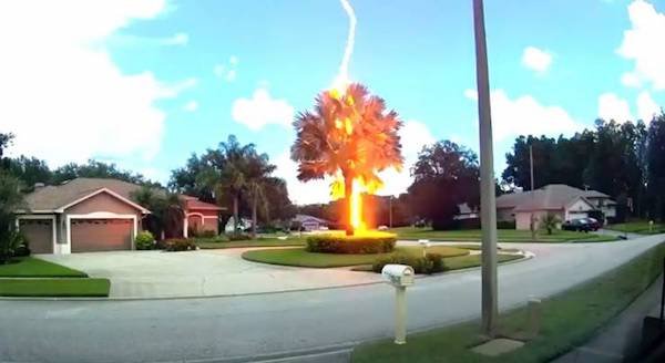 lightning strikes a tree