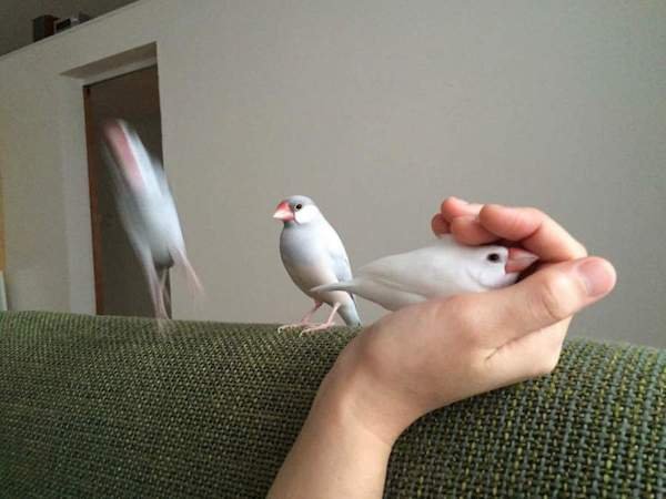 funny birb