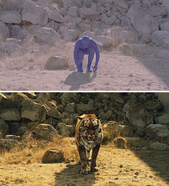 Tiger In Westworld (2016)