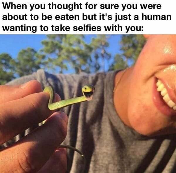 snek meme - When you thought for sure you were about to be eaten but it's just a human wanting to take selfies with you