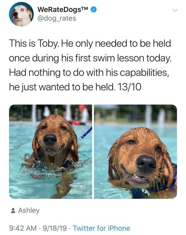 dog - WeRateDogsTM This is Toby. He only needed to be held once during his first swim lesson today. Had nothing to do with his capabilities, he just wanted to be held. 1310 Ashley . 91819 Twitter for iPhone