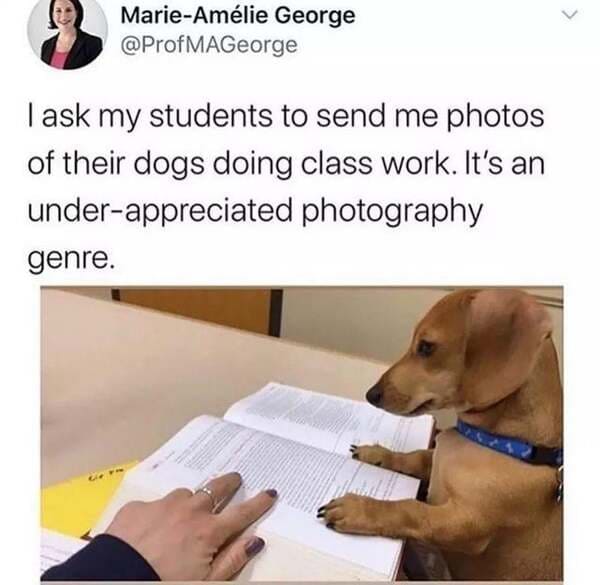 dog doing homework - MarieAmlie George MAGeorge I ask my students to send me photos of their dogs doing class work. It's an underappreciated photography genre.