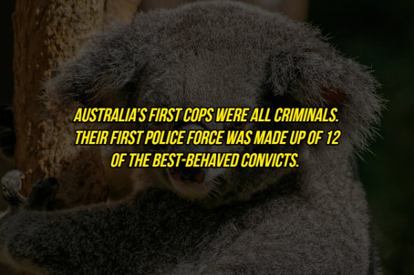 fauna - Australia'S First Cops Were All Criminals. Their First Police Force Was Made Up Of 12 Of The BestBehaved Convicts.