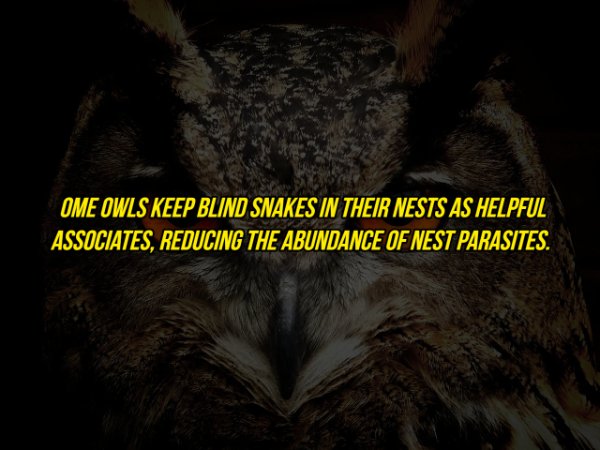 scary owl eyes - Ome Owls Keep Blind Snakes In Their Nests As Helpful Associates, Reducing The Abundance Of Nest Parasites.