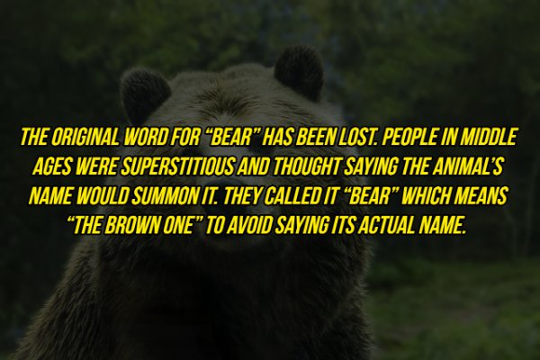 t know their true power - The Original Word For Bear" Has Been Lost. People In Middle Ages Were Superstitious And Thought Saying The Animal'S Name Would Summon It. They Called It Bear Which Means "The Brown One" To Avoid Saying Its Actual Name.