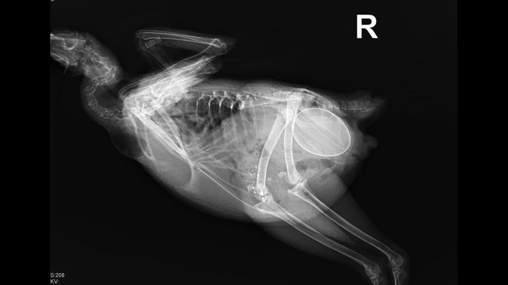 “I work at a vet clinic and X-rayed a chicken for fun.”