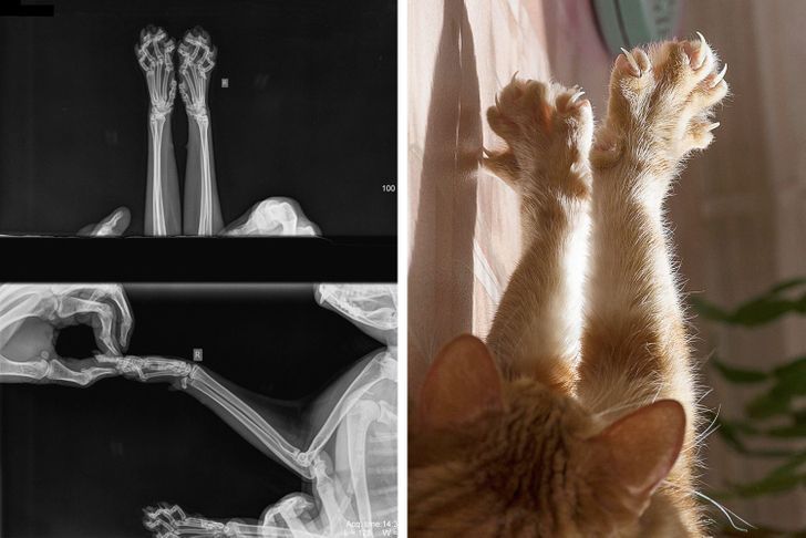“A cat X-ray reveals a whole lot of bones inside.”