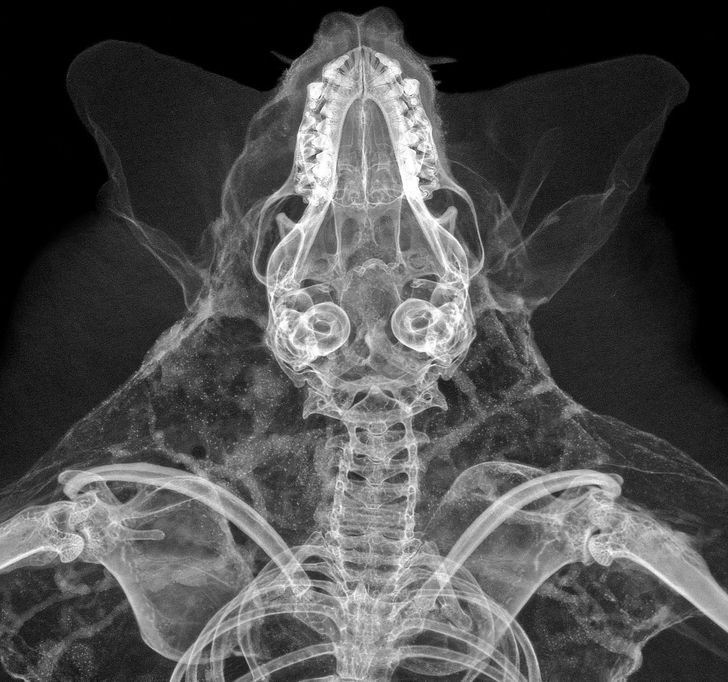 This bat X-ray is like a Rorschach test — you could stare at it forever.