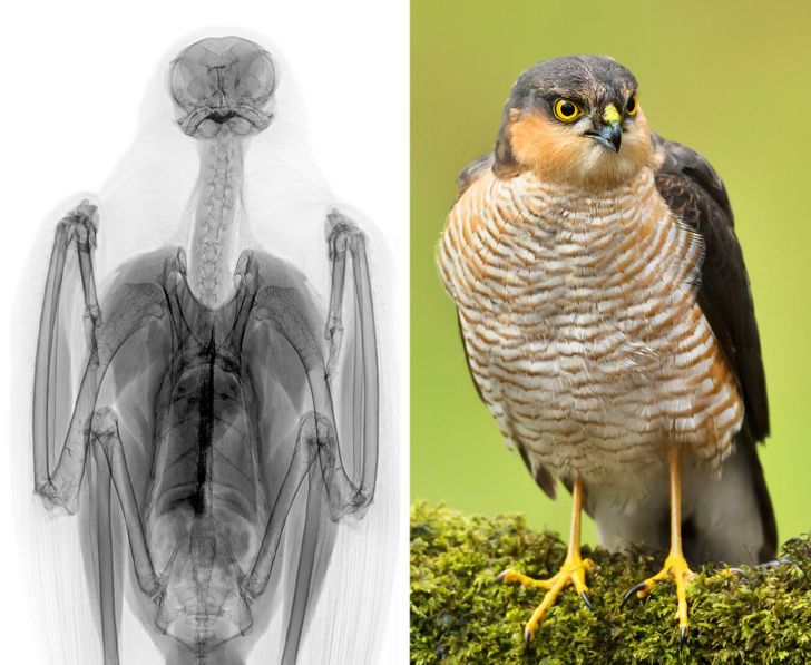 And this hawk looks really funny in this X-ray shot.