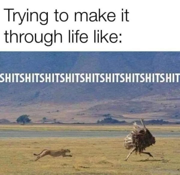 funny pics - ostrich running meme