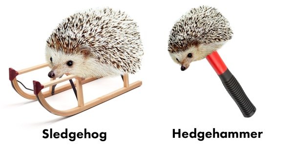 funny pics - domesticated hedgehog - Sledgehog Hedgehammer