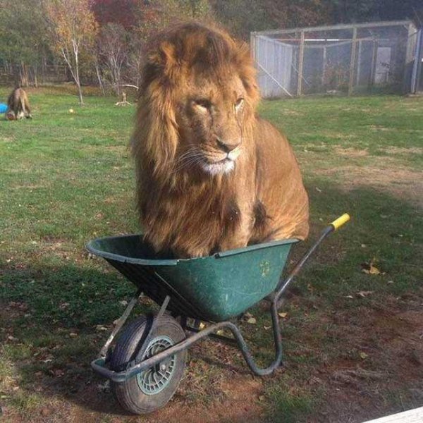 funny pics - lion in wheelbarrow
