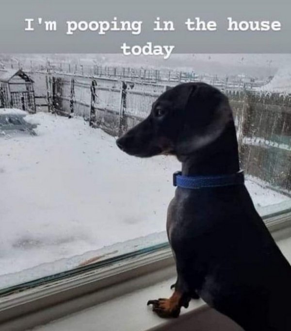 funny pics - snout - I'm pooping in the house today