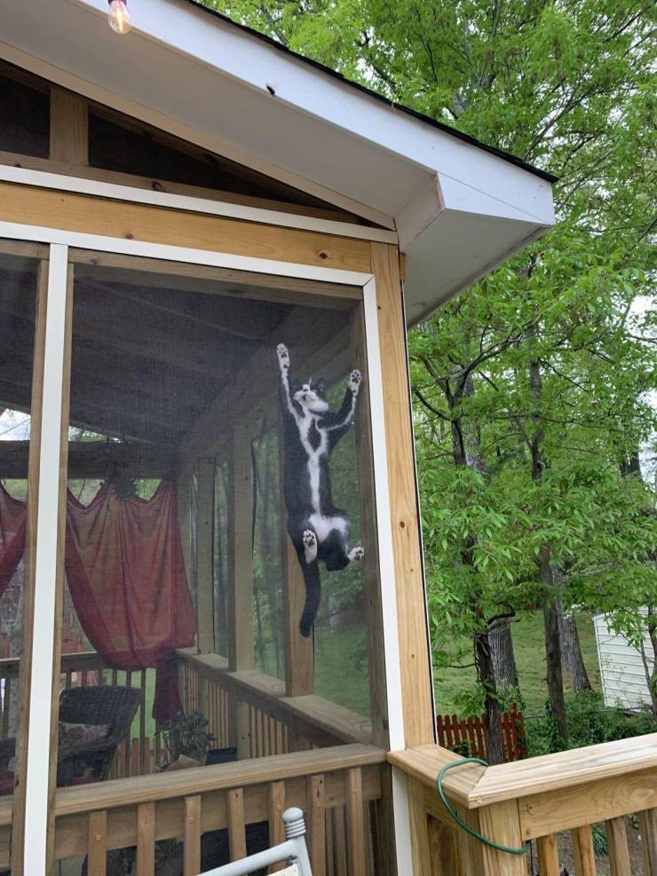 “My tuxedo cat Wednesday has white lines going down each leg. From underneath she looks skeletal.”